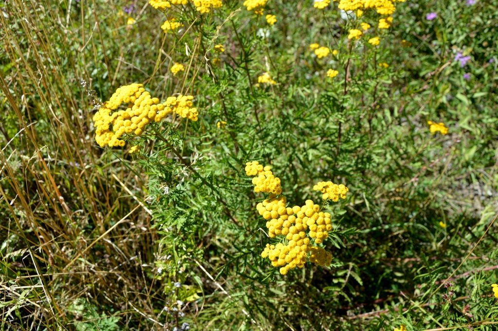 Tanacetum vulgare / Tanaceto